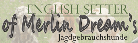 Homepage-Merlin-Dreams-Design-Home-04-mit-Hintergrund_02